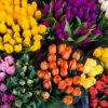 Tulipani Eindhoven Fiorillusion consegna a domicilio a Milano