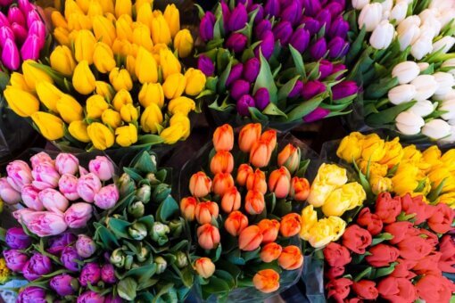 Tulipani Eindhoven Fiorillusion consegna a domicilio a Milano