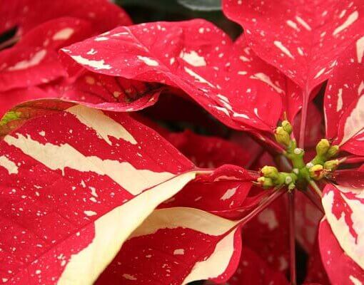 Buon Natale Fiorillusion stella di natale screziata rossa
