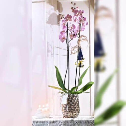 Rovaniemi orchidea rosa vaso mosaico Fiorillusion Milano