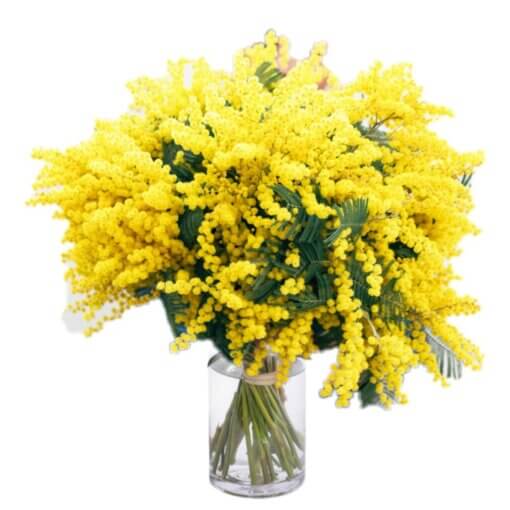 Festa della Donna - Consegna fiori in giornata ( marzo -mazzo gigante di mimosa