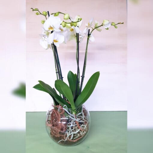 orchidee bianche in vaso