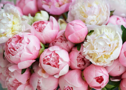 Consegna a domicilio Milano e Roma Bouquet di Peonie bianche e rosa.
