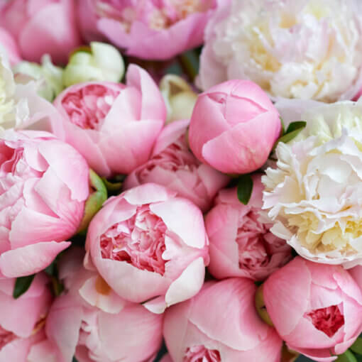 Consegna a domicilio Milano e Roma Bouquet di Peonie bianche e rosa.