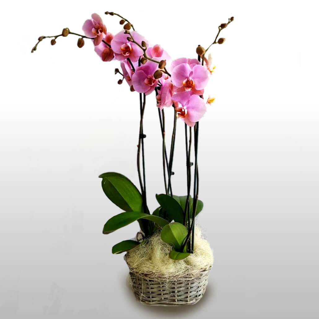 orchidea rosa Consegna a domicilio Milano e Roma