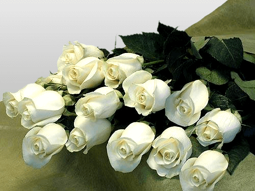 Mazzo di rose bianche - Milan White Roses delivery