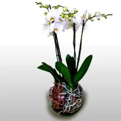 Genova orchidea bianca con vaso trasparente