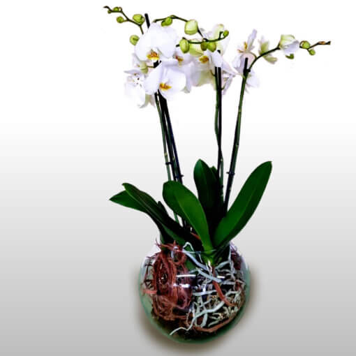 Flower delivery Milano e Roma. Orchidea in vaso