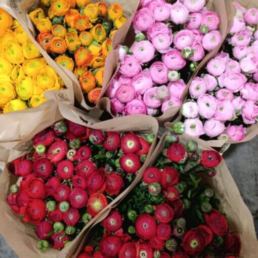 Bouquet di ranuncoli Italiani freschi monocolore