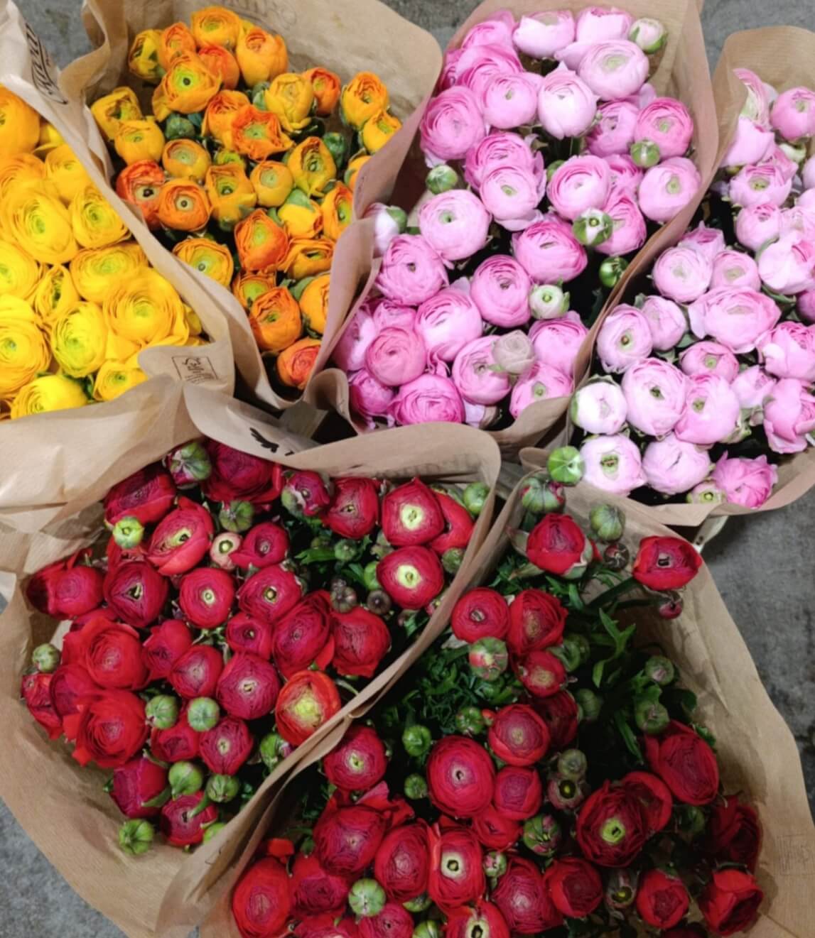 Bouquet di ranuncoli Italiani freschi monocolore